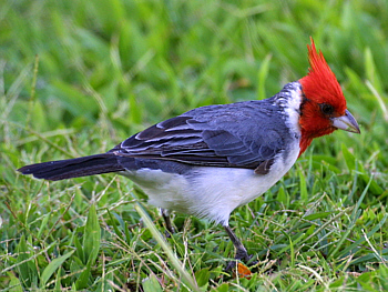 Nice Images Collection: Red-Crested Cardinal Desktop Wallpapers