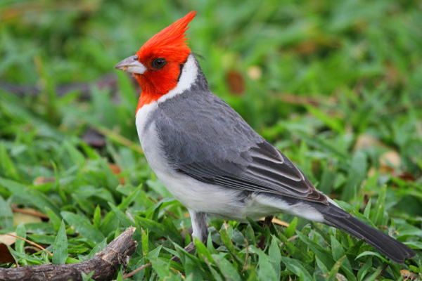 Nice wallpapers Red-Crested Cardinal 600x400px