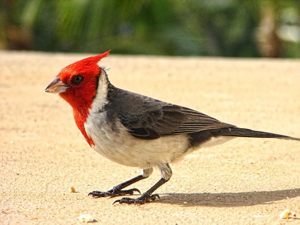 Red-Crested Cardinal High Quality Background on Wallpapers Vista