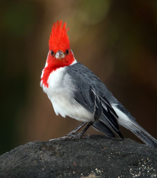 Red-Crested Cardinal Backgrounds on Wallpapers Vista