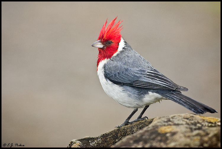 Red-Crested Cardinal High Quality Background on Wallpapers Vista
