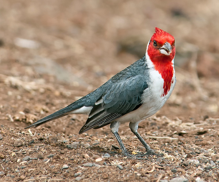Nice Images Collection: Red-Crested Cardinal Desktop Wallpapers
