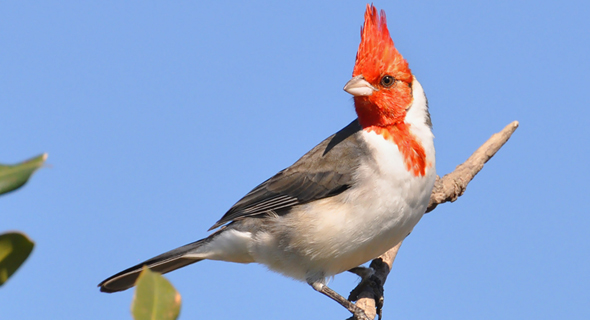 Red-Crested Cardinal Backgrounds, Compatible - PC, Mobile, Gadgets| 590x320 px