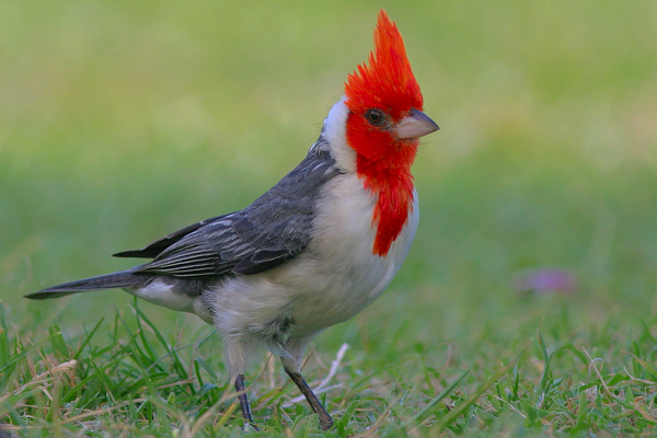 Images of Red-Crested Cardinal | 600x400