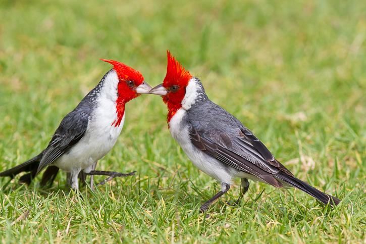 High Resolution Wallpaper | Red-Crested Cardinal 725x483 px