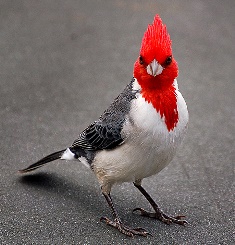 Red-Crested Cardinal #13