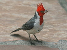 Images of Red-Crested Cardinal | 220x165