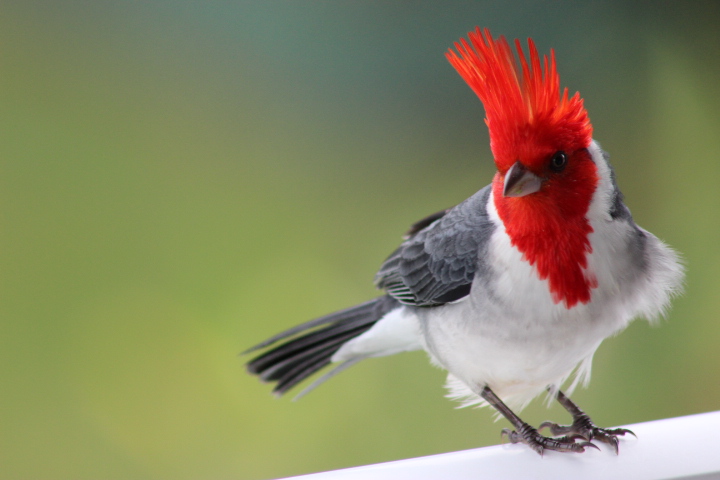 HQ Red-Crested Cardinal Wallpapers | File 137.36Kb