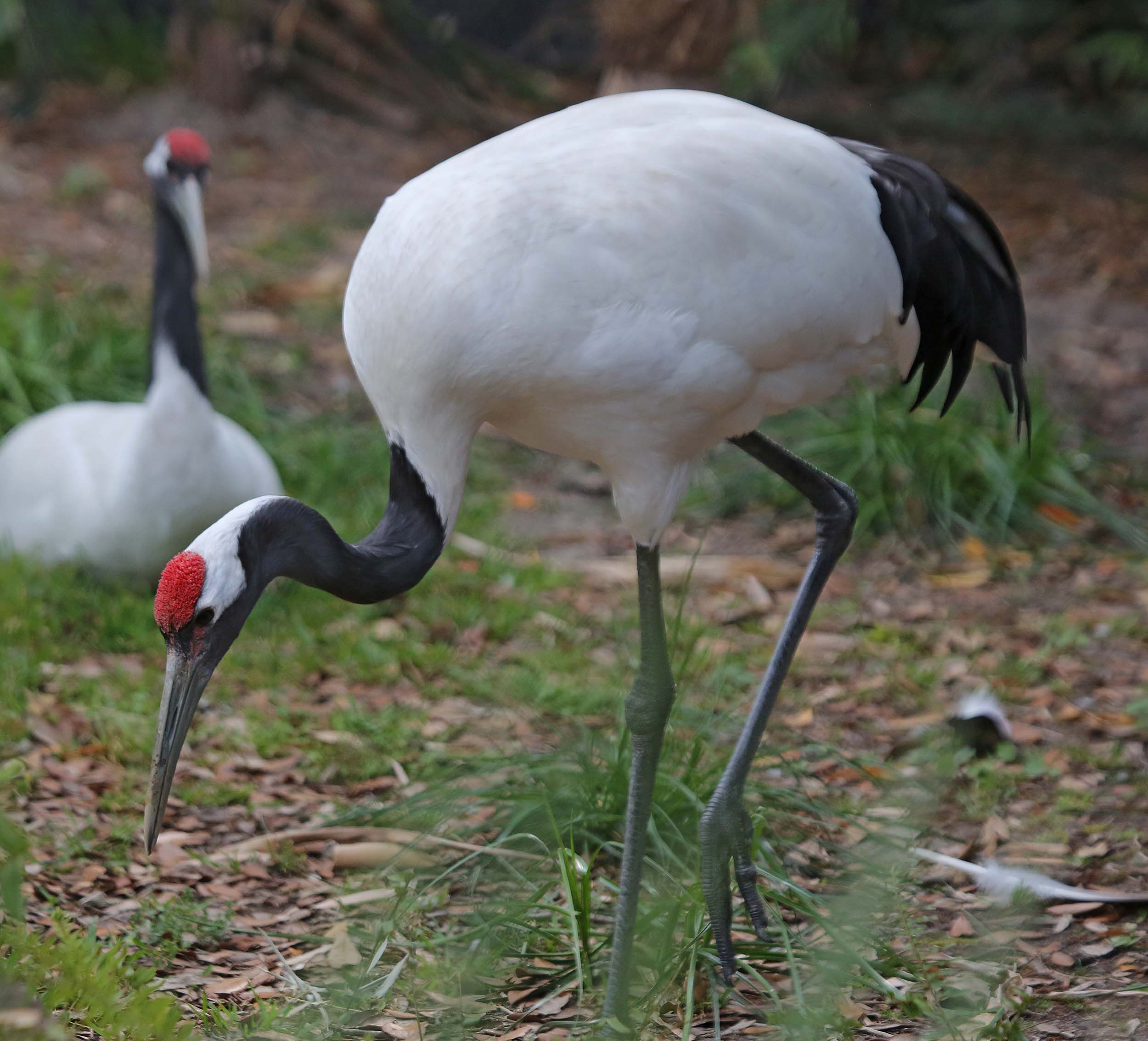 Amazing Red-crowned Crane Pictures & Backgrounds
