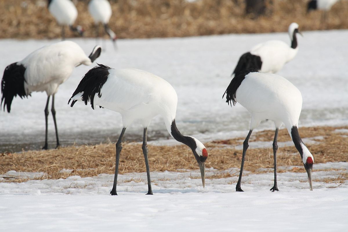 Red-crowned Crane #24