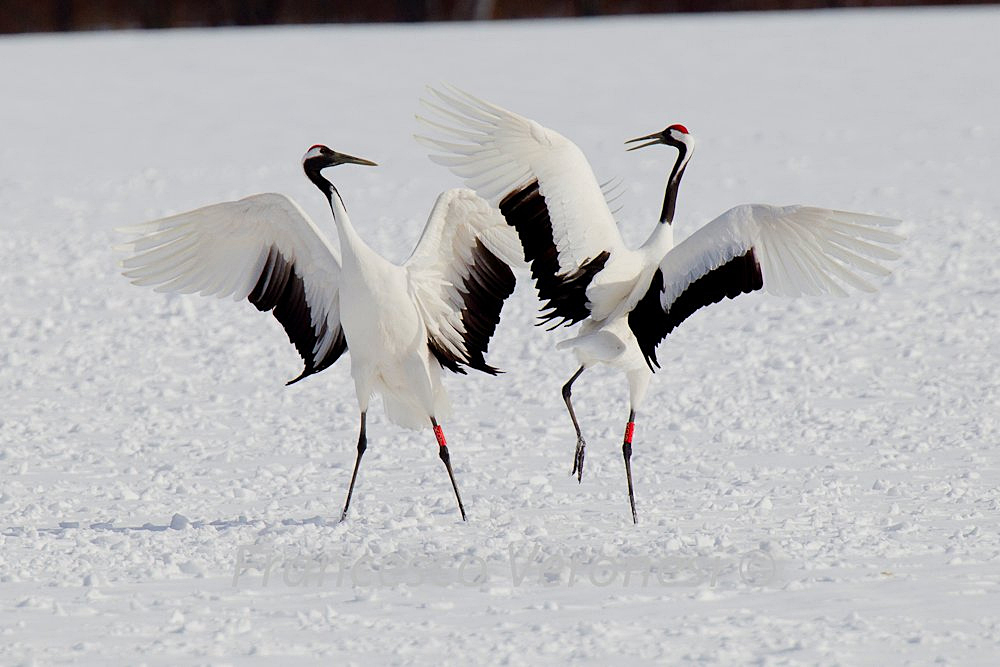 Red-crowned Crane #5