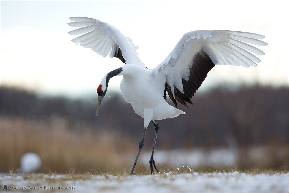 High Resolution Wallpaper | Red-crowned Crane 950x634 px