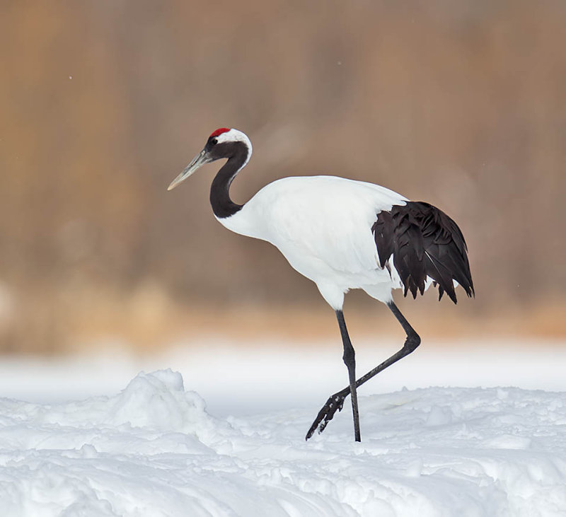Red-crowned Crane #4