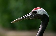 Red-crowned Crane #14