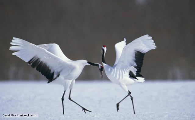Nice Images Collection: Red-crowned Crane Desktop Wallpapers