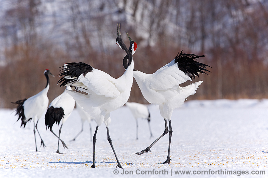 Red-crowned Crane #11
