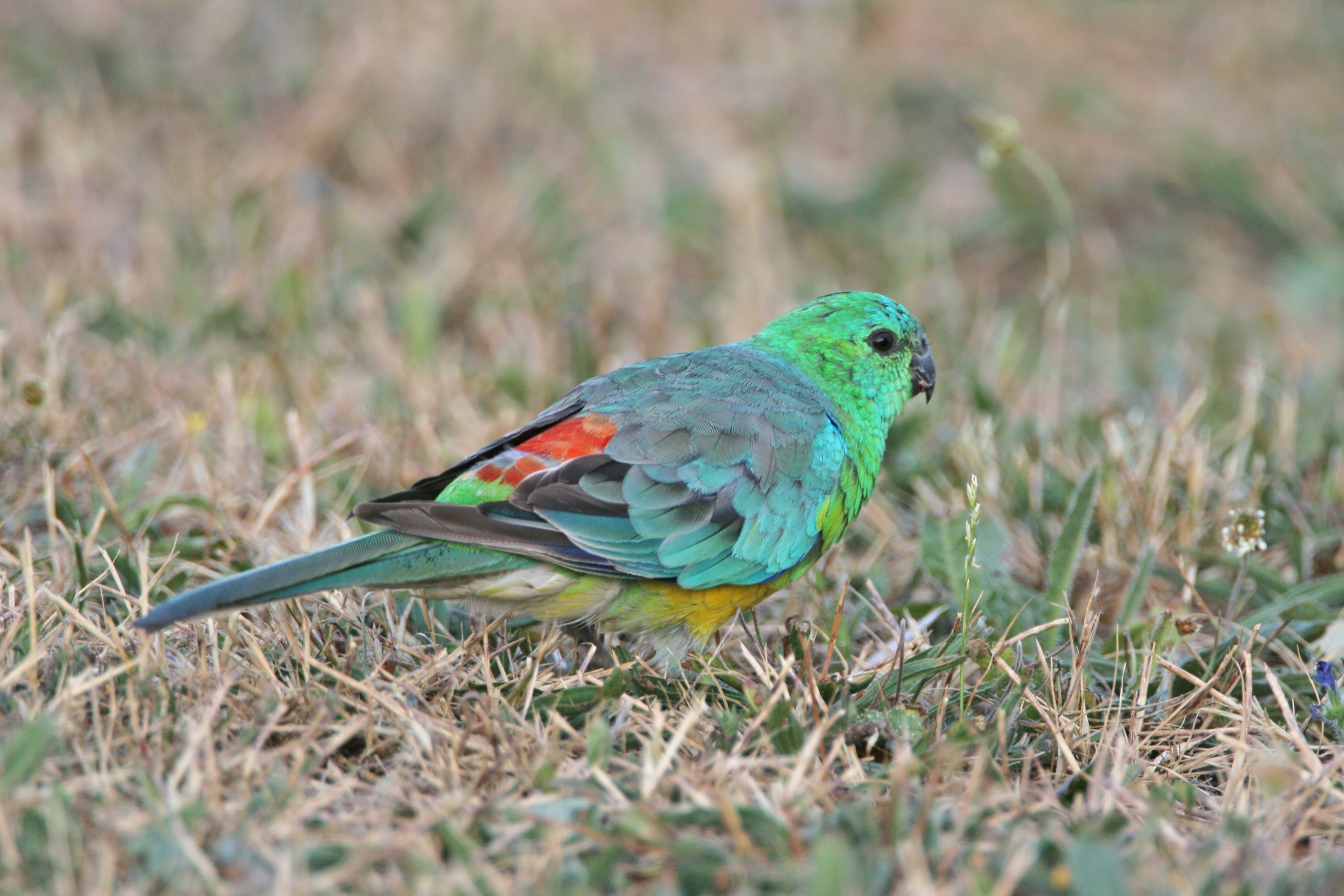 HQ Red-rumped Parrot Wallpapers | File 3130.77Kb