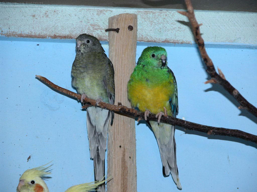 Red-rumped Parrot #20
