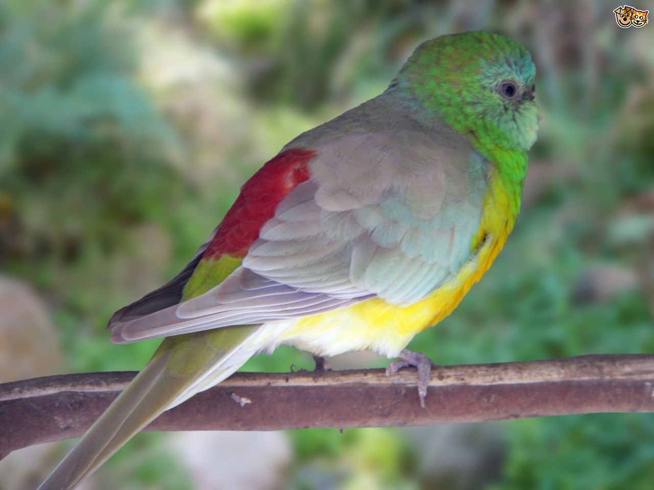 Red-rumped Parrot #16