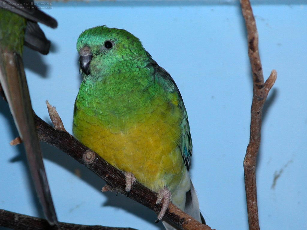 Red-rumped Parrot #23