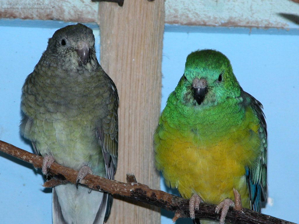 Red-rumped Parrot #24
