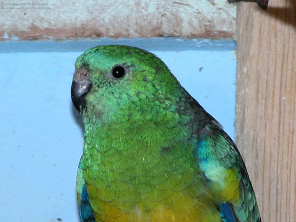 Red-rumped Parrot #22