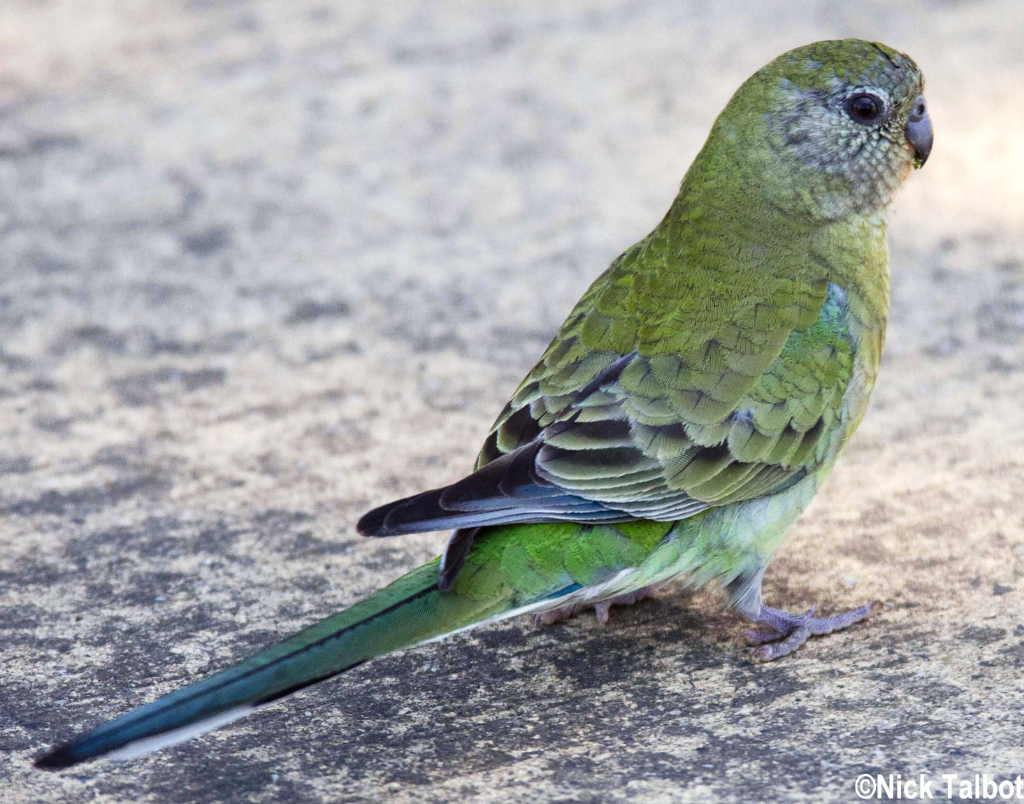 Red-rumped Parrot #17
