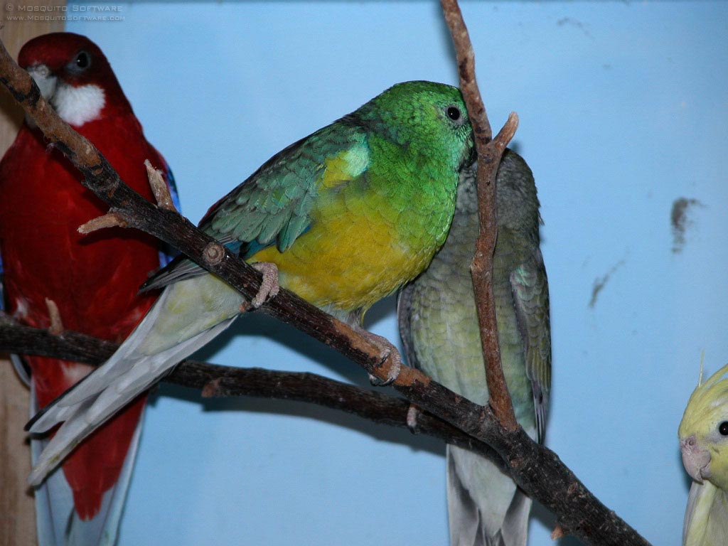 Red-rumped Parrot Backgrounds, Compatible - PC, Mobile, Gadgets| 1024x768 px