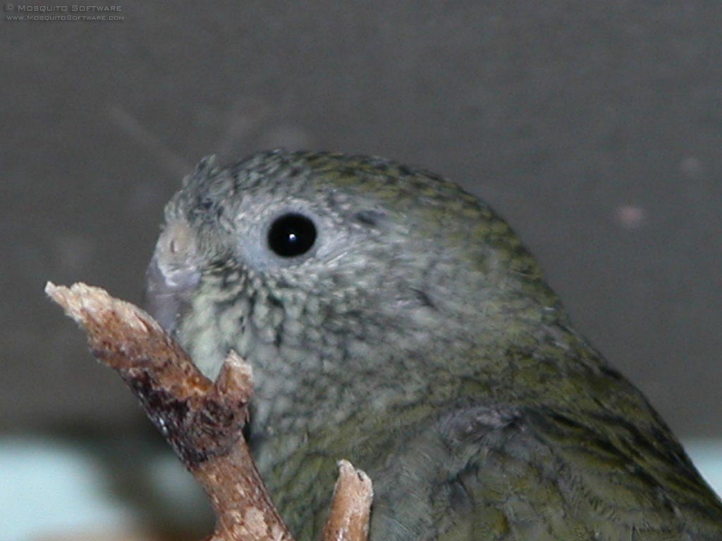 Red-rumped Parrot Pics, Animal Collection