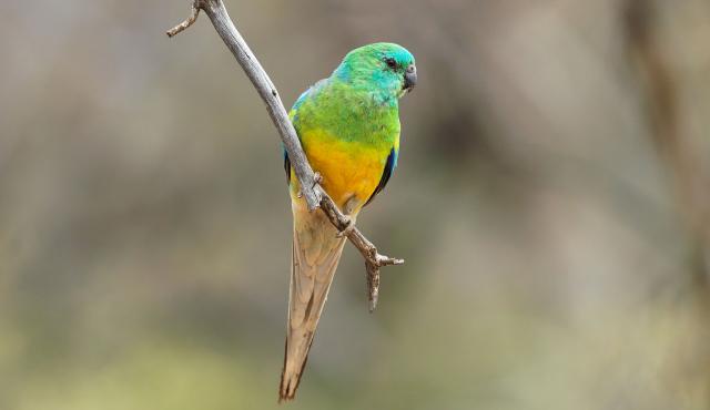 Red-rumped Parrot #4