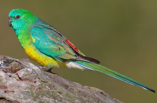 Red-rumped Parrot #10