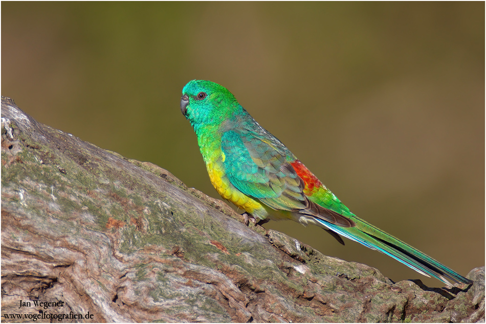 Red-rumped Parrot #1