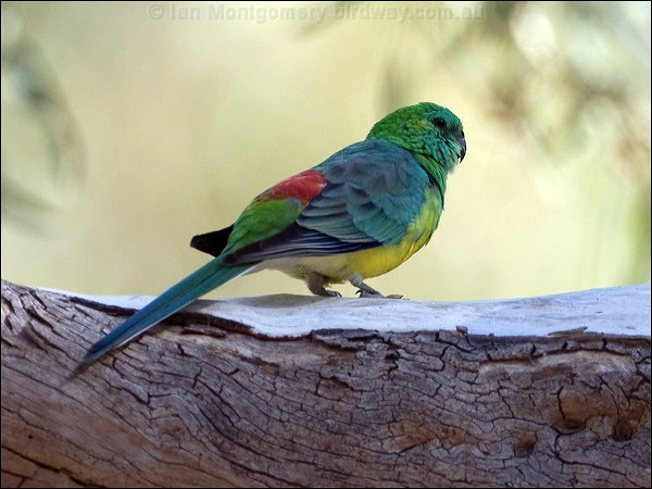 Images of Red-rumped Parrot | 600x450