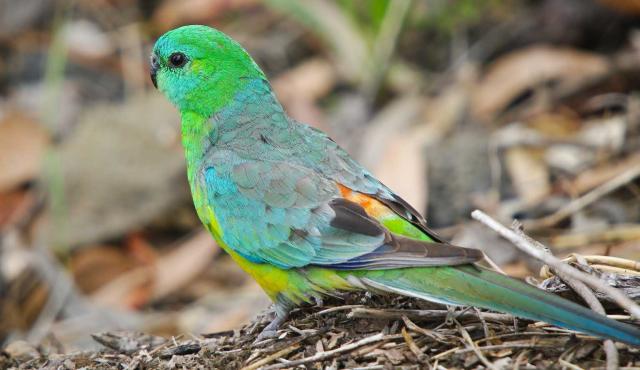 Red-rumped Parrot #3