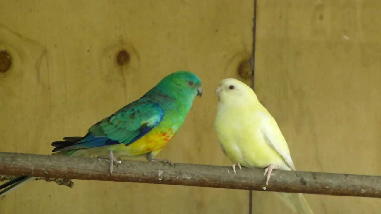 Red-rumped Parrot #5
