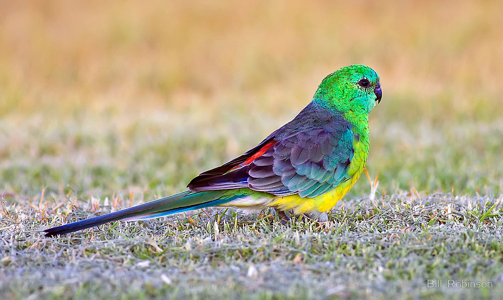 Red-rumped Parrot #7