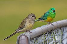 Red-rumped Parrot #14