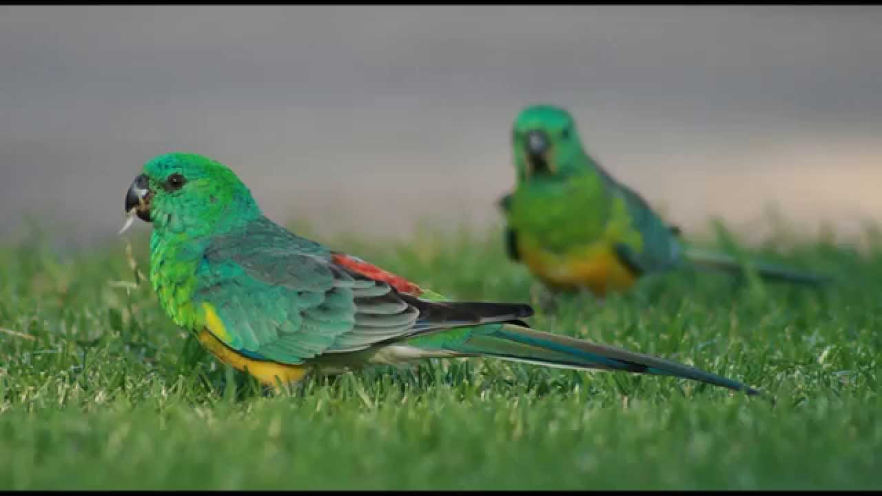 Red-rumped Parrot Backgrounds, Compatible - PC, Mobile, Gadgets| 1280x720 px