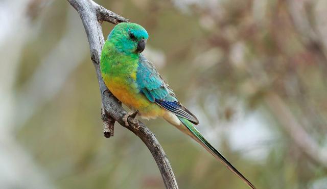 Images of Red-rumped Parrot | 640x370