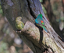 Nice Images Collection: Red-rumped Parrot Desktop Wallpapers