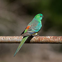 Red-rumped Parrot #11