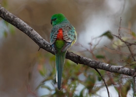 HD Quality Wallpaper | Collection: Animal, 280x200 Red-rumped Parrot