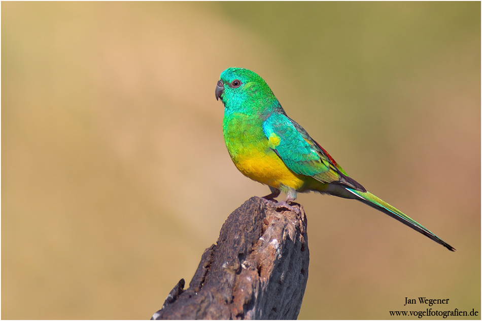 Red-rumped Parrot #2