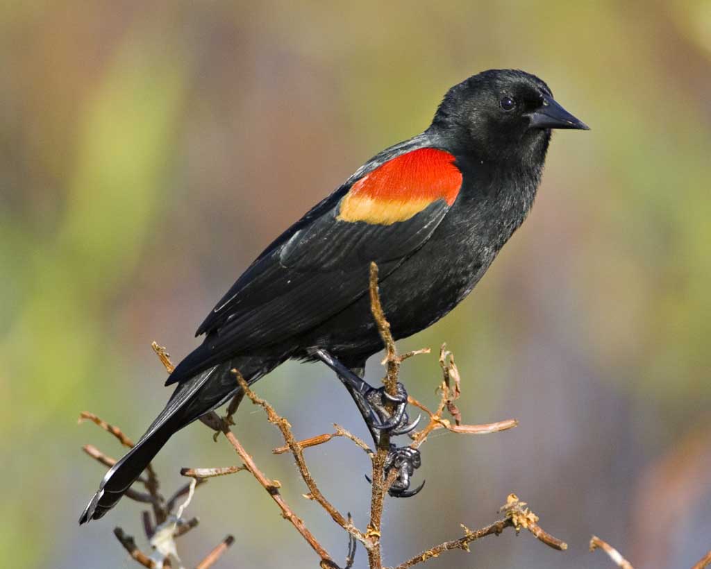 Amazing Red-winged Blackbird Pictures & Backgrounds