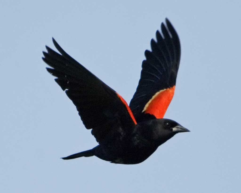 Nice wallpapers Red-winged Blackbird 1024x820px