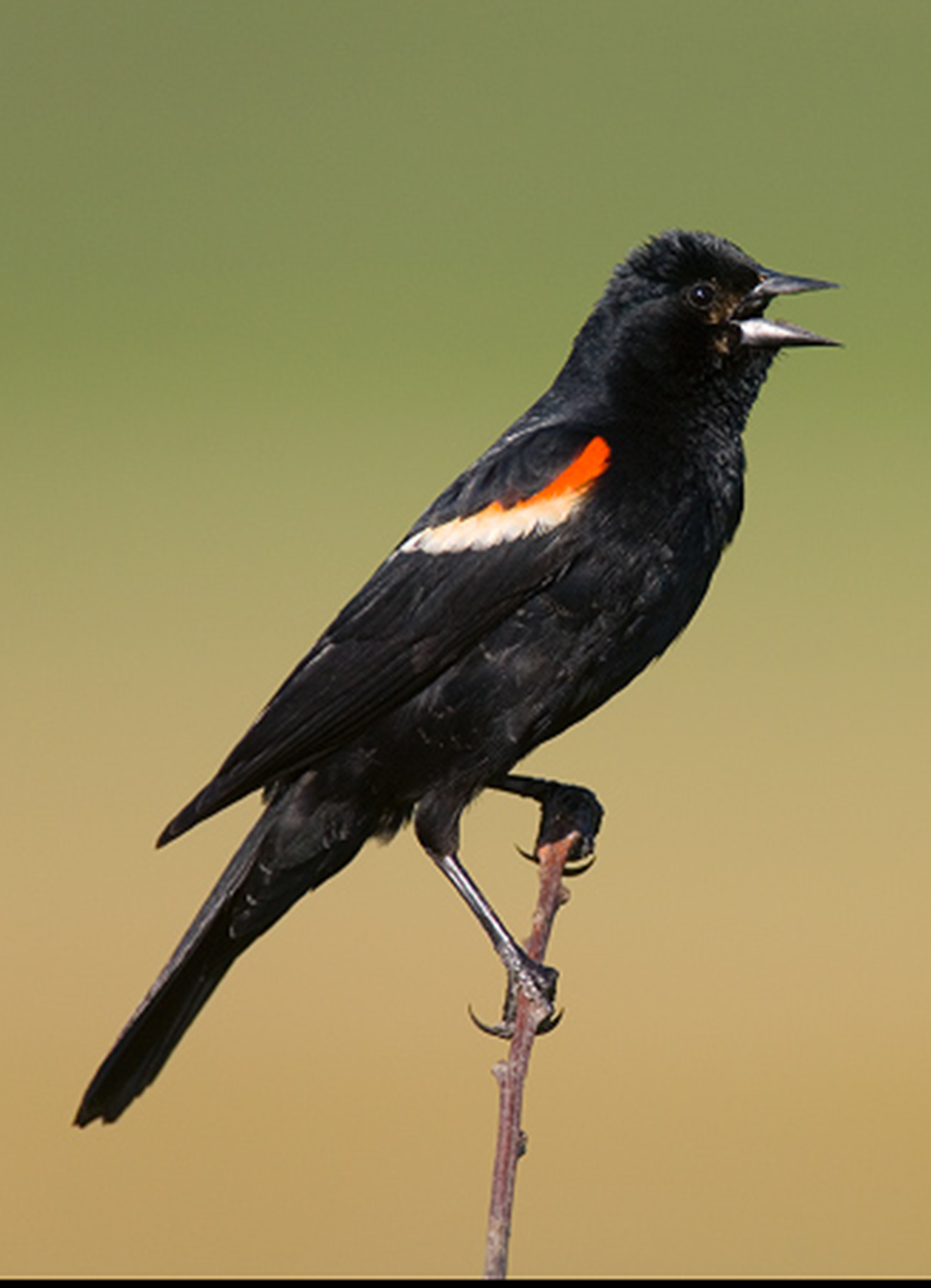 HQ Red-winged Blackbird Wallpapers | File 840.68Kb