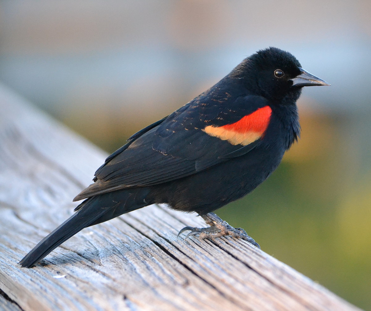 Red-winged Blackbird Pics, Animal Collection