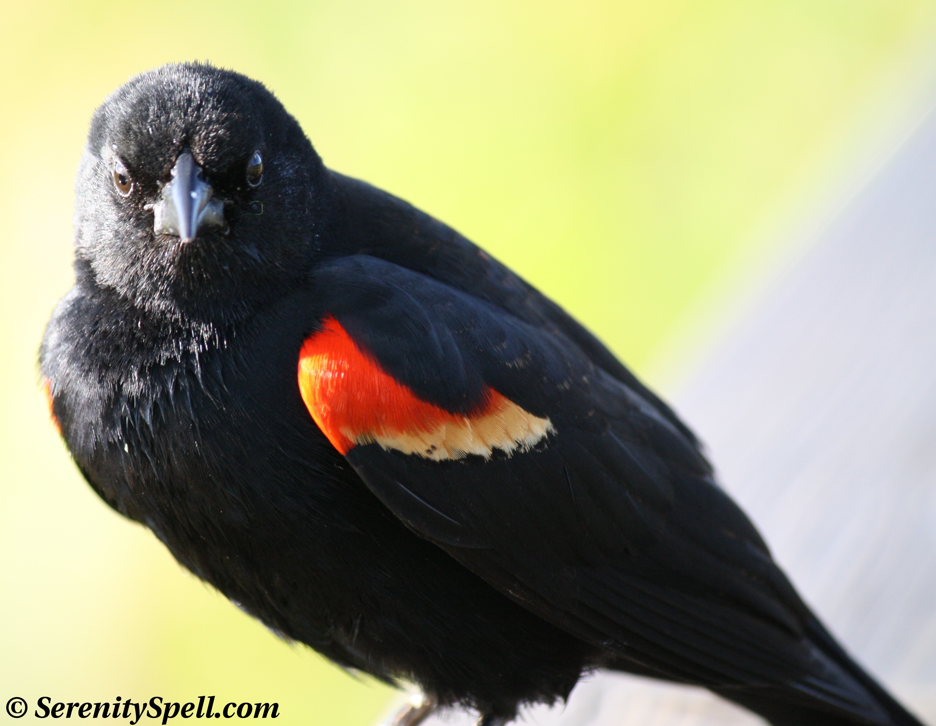 Red-winged Blackbird #18