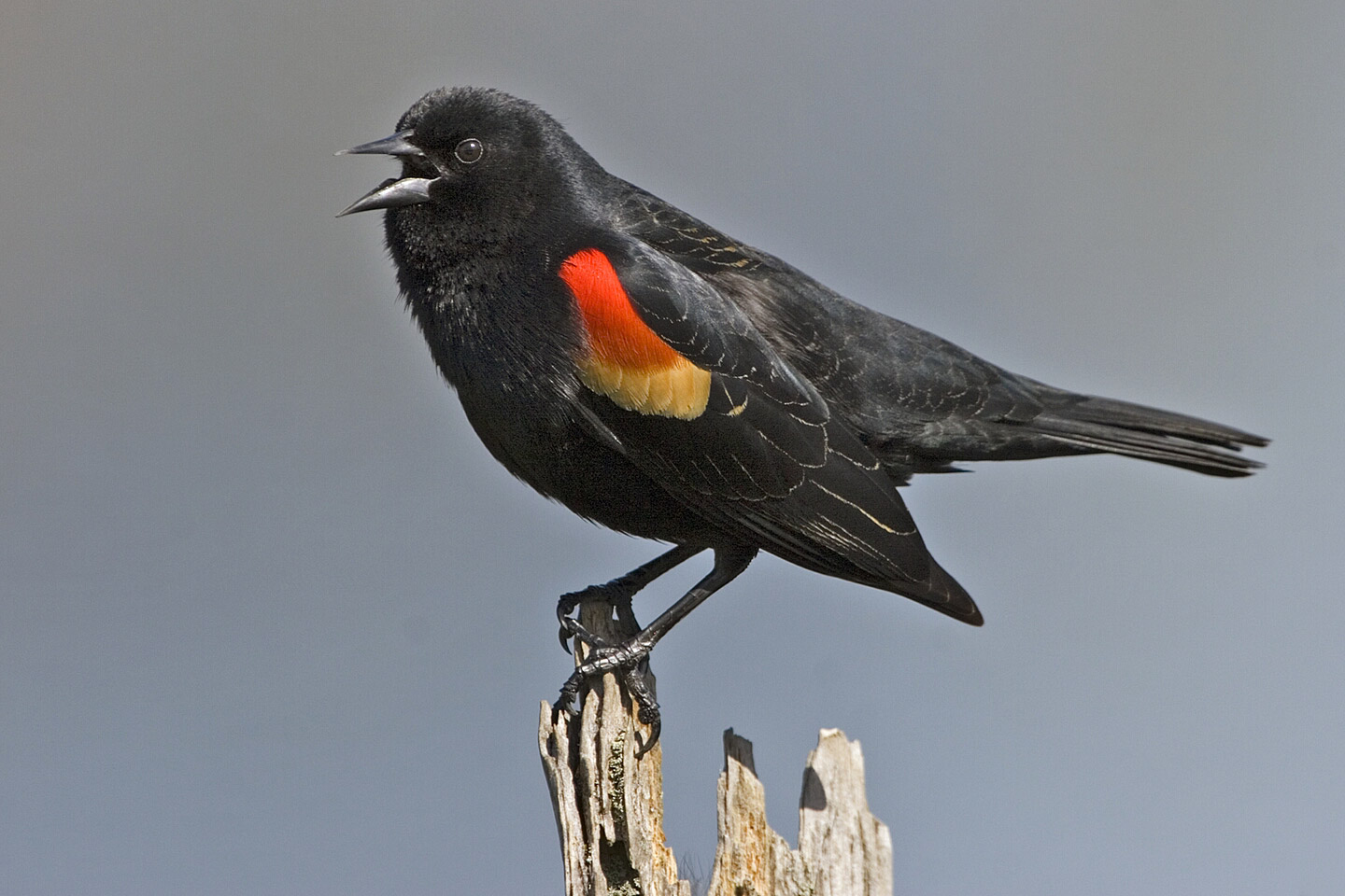 1440x960 > Red-winged Blackbird Wallpapers