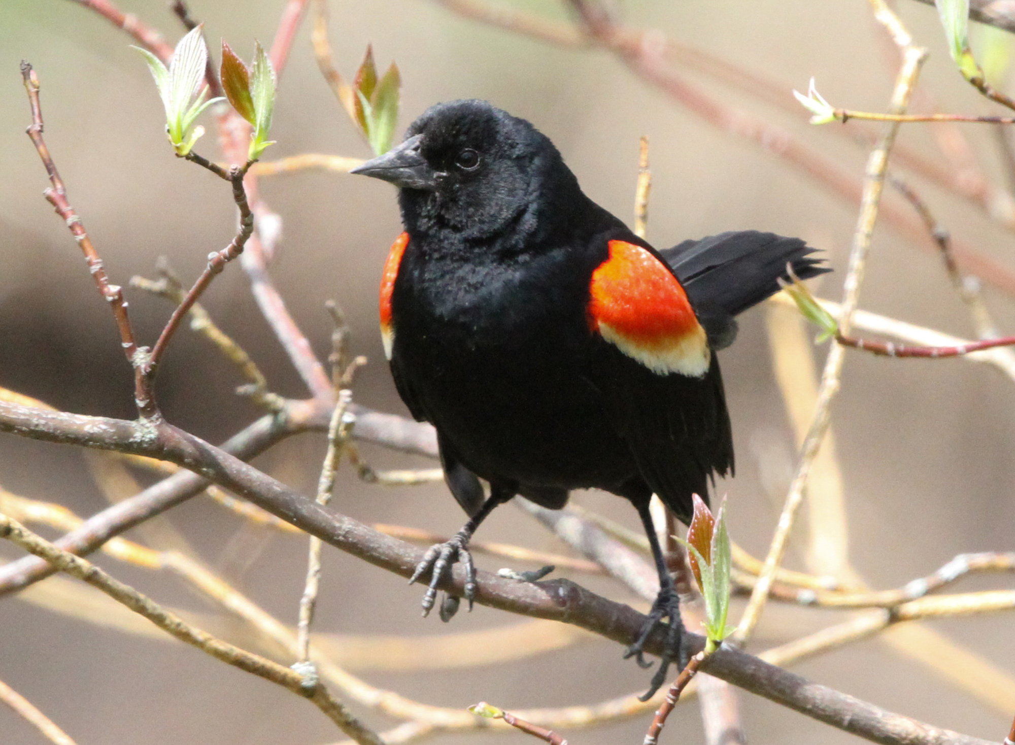 HD Quality Wallpaper | Collection: Animal, 2000x1468 Red-winged Blackbird
